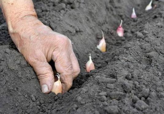 Cum să plantezi usturoi