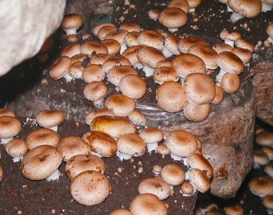 Cum sa cresti ciupercile?