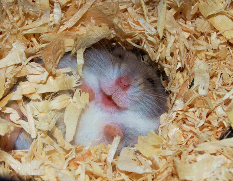 zâmbet hamster