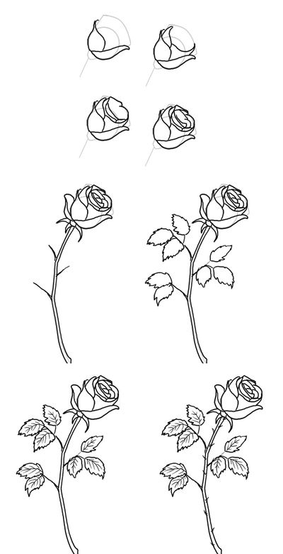 Cum de a desena un trandafir în creion în etape?