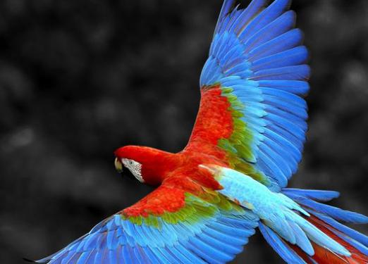 Ce este macaw?