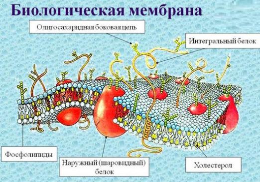 Ce este o membrană?