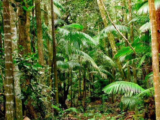 De unde cresc pădurile tropicale?