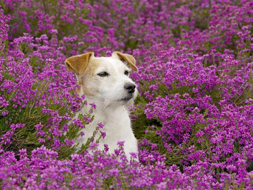 Cum diferă plantele de animale?