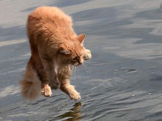 De ce sunt pisicile frică de apă?